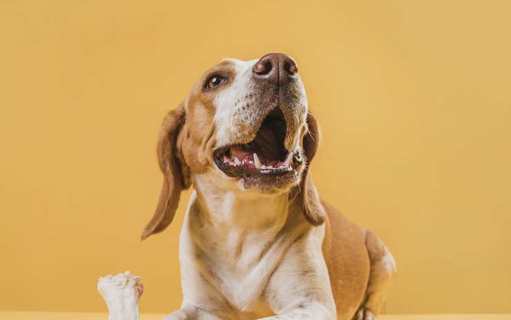 La Masticazione del cane