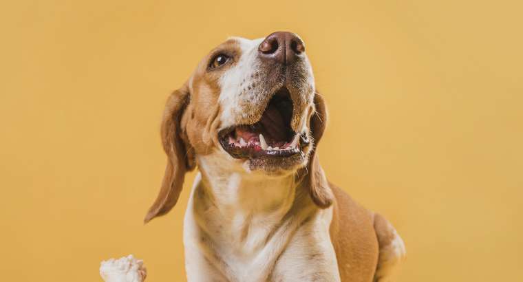 La Masticazione del cane